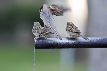 A group of sparrows drinking fresh water from a fountain tube の写真素材