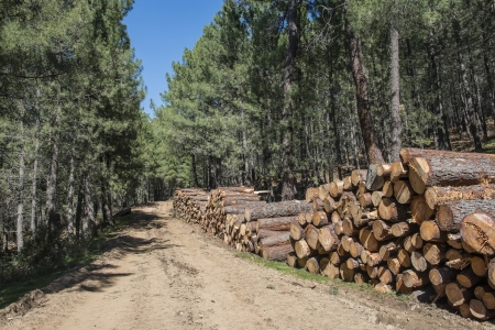 Lots of cut trees for the timber industryの写真素材