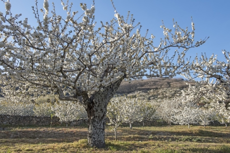 Flowering cherry trees in Jerte Valley in Spain