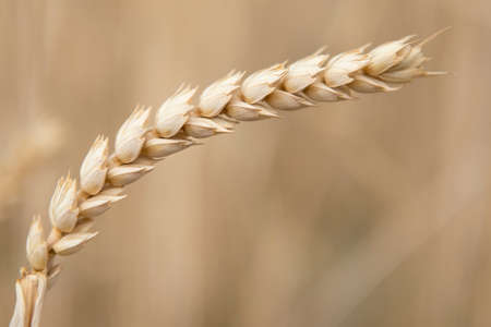 Cereal plants in a crop for the agriculture industryの写真素材