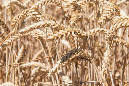 Cereal plants in a crop for the agriculture industry