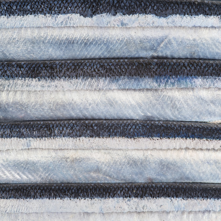 fresh needlefish with omega 3 for a healthy diet