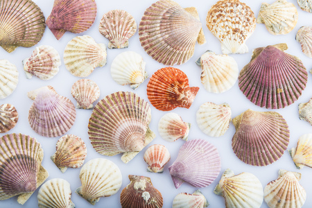 Background made of different types of seashells
