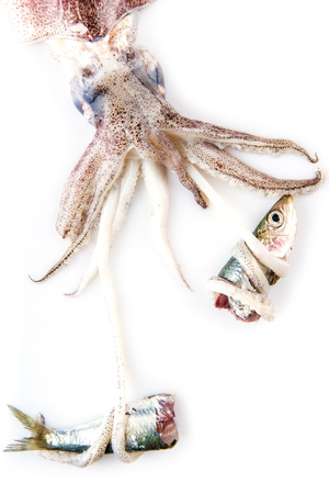 Squid hunting a fish with its tentacles isolated on a white backgroundの写真素材