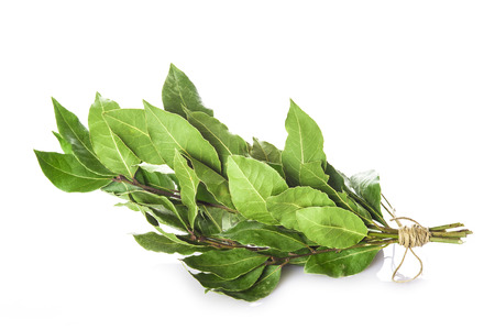 Bunch of laurel branches with leaves dried isolated on a white backgroundの写真素材
