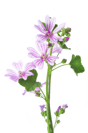 Bunch of mallow or malva flowers isolated on a white backgroundの写真素材