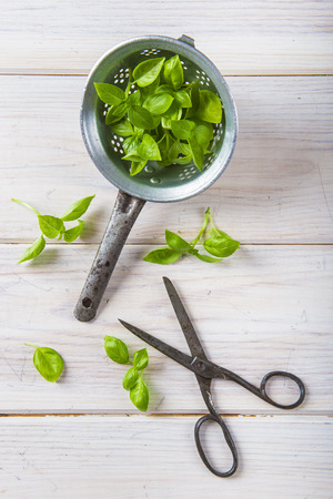 Fresh basil leaves in an old drainer and scissorsの写真素材