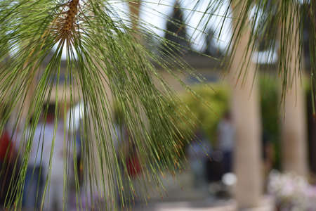 twigs of pine in the park