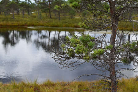 Kemeri national park, bog and lakes landscape picture with trees refelcting in the water.