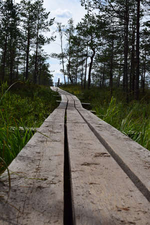wooden flooring bridge of planks in a swamp in a forest in a park in Latvia. Kemeri National Parkの写真素材