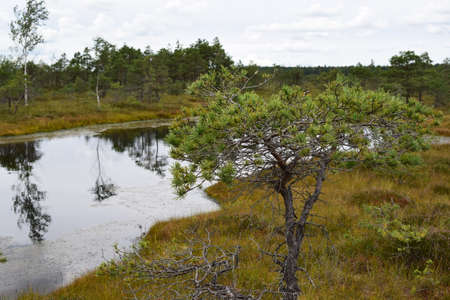 Kemeri national park, bog and lakes landscape picture with trees refelcting in the water.