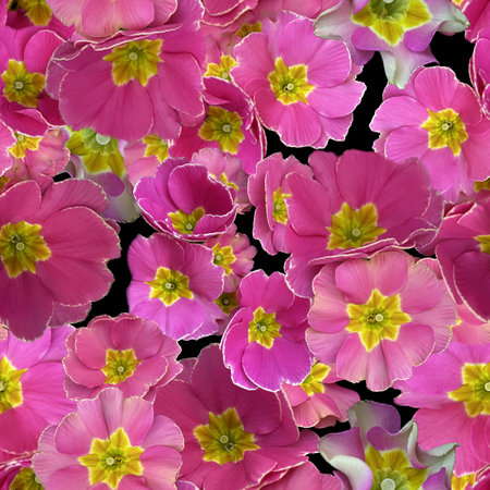 Vibrant floral pattern showcasing pink petals with yellow centers, ideal for spring design, textiles, wallpaper, digital background, print, home design adding fresh, cheerful touch to any project.の写真素材