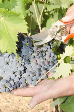 grape picker in action