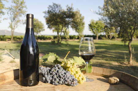 grapes and wineの写真素材