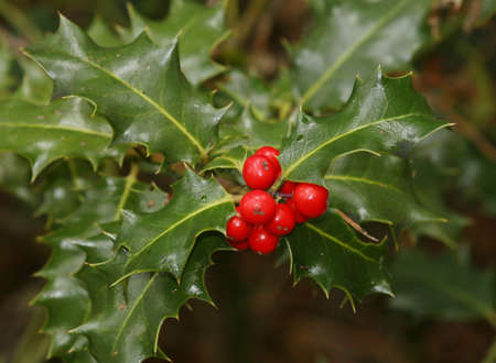 Christmas plant and its red fruit, Ilex aquifolium.