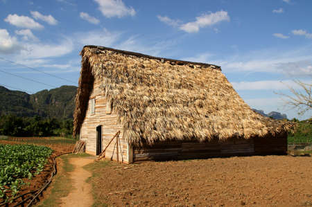 Shelter in a farm to dry tobacco leavesの写真素材