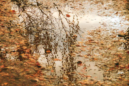 Puddle of water in which the reflection of the fall of the leaves of the trees is seen.