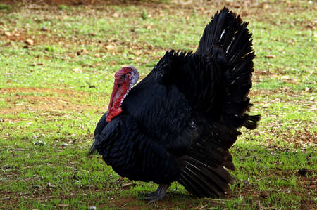 A free male of domestic turkey (Meleagris gallopavo) in an ecological farm of Spain.