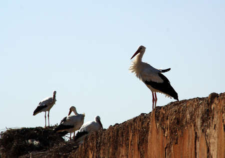 White storks on an old wall in Marrakech.