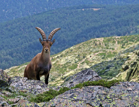 Iberian Ibex, Capra pyrenaica victoriae, on a cliff from the center of Spain.の写真素材