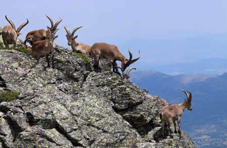 Herd of Iberian Ibex (Capra pyrenaica) in a cliff (Spain).の写真素材