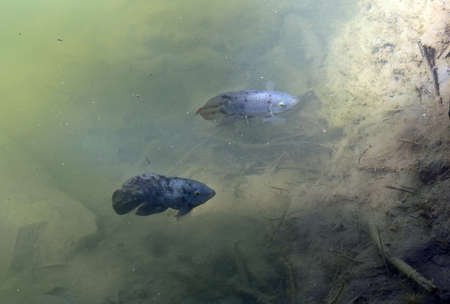 Australoheros facetum, fish of the Cichlid family, most are restricted to rivers in southamerica, is...