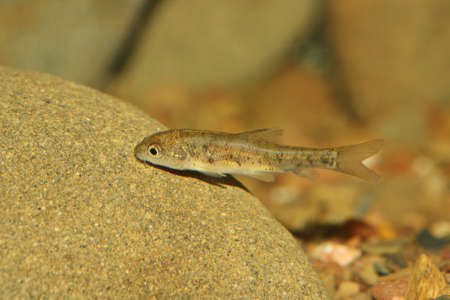 Fry of andalusian barbel or gypsy barbel in the Guadiana river (Luciobarbus sclateri).の写真素材