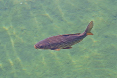 Carp swimming in a pond (Cyprinus carpio).