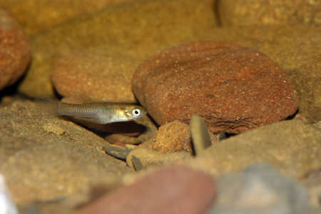 Eastern mosquitofish (Gambusia holbrooki), Small fish from North America introduced in Europe at the beginning of the 20th century. Male.の写真素材