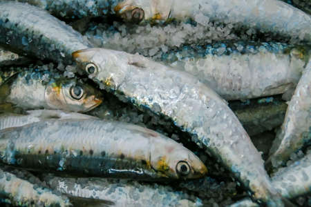 Fresh sardines with salt before being barbecued. Sardines (also "pilchards", Sardina pilchardus) are a nutrient-rich, small, oily fish widely consumed. They are a source of omega-3 fatty acids. Spain.の写真素材