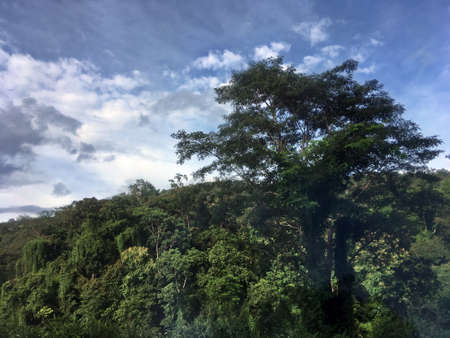 Deciduous forest in the vicinity of Chiang Mai, Thailand.の写真素材