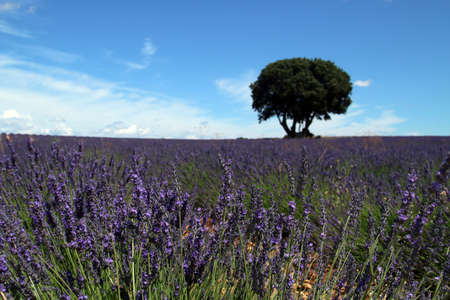 Lavender fields in bloom in Brihuega, Guadalaja, Spain. Cultivation landscape of this aromatic medicinal plant in flower with violet colors in the hot days of July.の写真素材