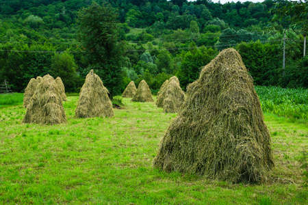 There are stacks on wooden structures to dry out and prevent rotting on a farm in Curtea de Arges,...