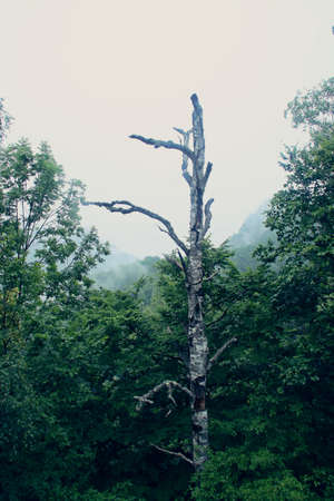 Carpathian mountain forest in the valley of the river Arges. Dry trunk and trees in the mist of...