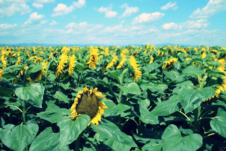 Sunflower field in Slobozia, Romania. A nice field of sunflowers with blooming sunflowers and blue sky with clouds.の写真素材