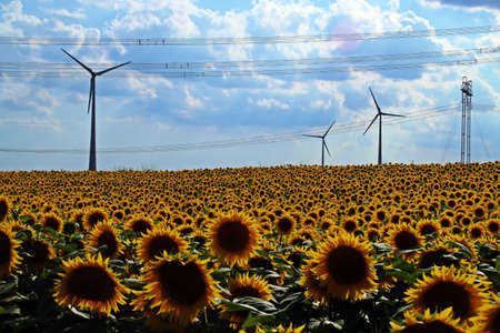 Field of sunflowers and electric wind turbines on a nice blue sky with clouds at sunset. Sunflower...