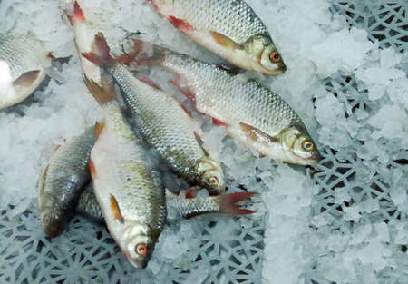 Fresh roach or common roach (Rutilus rutilus) displayed for sale in a fishmonger. Fresh fish from...