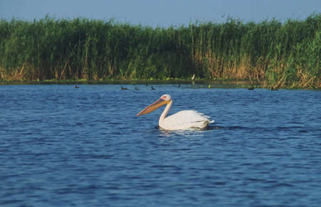 Pelican swimming in the waters of the Danube delta in Romania. Close-up of a nice great white pelican (Pelecanus onocrotalus) floating on the water.の写真素材