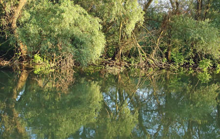 Willows in a lagoon in the Danube delta. Landscape of freshwater wetlands at the mouth of the Danube...