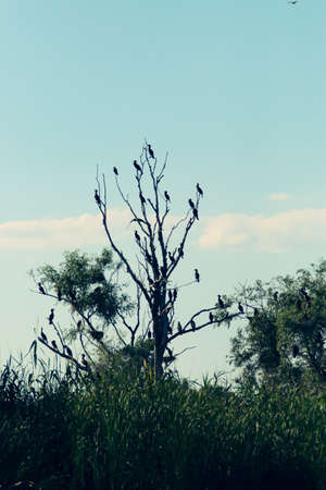 Cormorants perched on the banks of a lagoon in the Danube Delta, Romania. Silhouette of group of cormorant specimens in their roosting tree at sunset.の写真素材