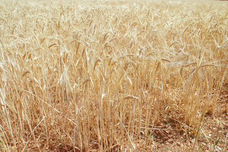 Barley field ripe and ready for harvest in Brihuega, Spain. Close-up of the cereal ears of a deep golden color.の写真素材