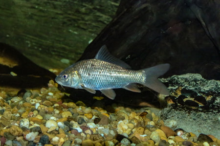 The common carp or European carp (Cyprinus carpio) a young specimen. It is a widespread freshwater...