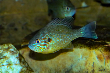 Sunfish, Lepomis gibbosus, in an aquarium. It is an invasive species in Spain and the rest of Europe from North America.の写真素材