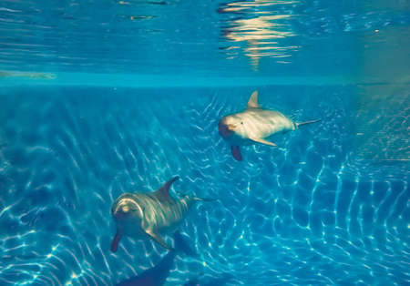 Two dolphins looking at the camera. Underwater photography. Dolphins mother and daughter looking at the camera.の写真素材