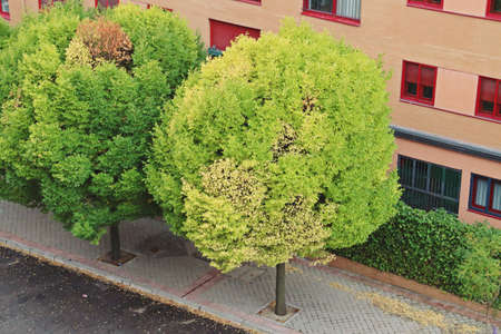Tree on the sidewalk of Monasterio de Samos street in Madrid, Spain. A tree on an urban street in...