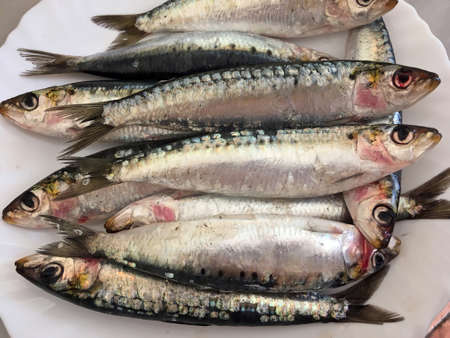 Fresh sardines on a plate ready to be cooked. Sardines (also "pilchards", Sardina pilchardus) are a nutrient-rich, small, oily fish widely consumed. They are a source of omega-3 fatty acids. Spain.の写真素材