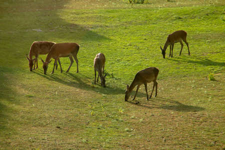 Herd of red deer (Cervus elaphus), also called European deer or deer in the moat of the citadel of Jaca, Spain. Deer grazing green grass in early summer.の写真素材