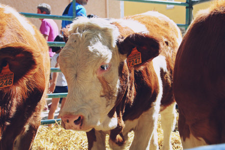 Bustarviejo, Madrid. 08 26 2018. VIII Edition of the Field Fair (Spanish: Feria del Campo). Close-up of Fleckvieh cows exposed to the public.のeditorial素材