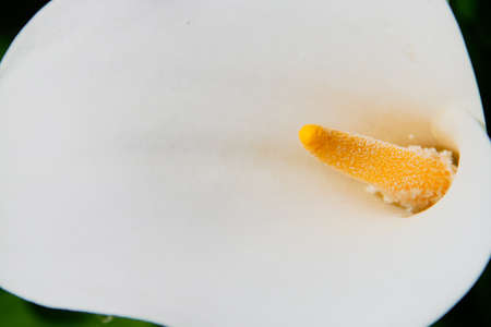 Zantedeschia aethiopica (known as calla lily and arum lily). A pretty desktop background with a floral motif in white and yellow colors.の写真素材