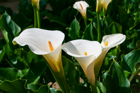 Zantedeschia aethiopica (known as calla lily and arum lily). A pretty desktop background with a floral motif in green, white and yellow colors.の写真素材